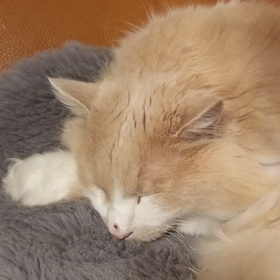 ねこの画像