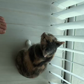 愛猫毎朝の日課。ベランダに出る事。の画像