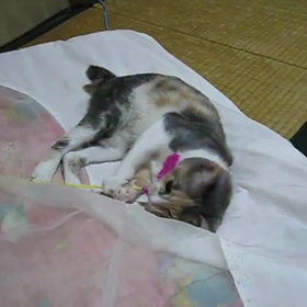 愛猫 FIP確定？！の画像