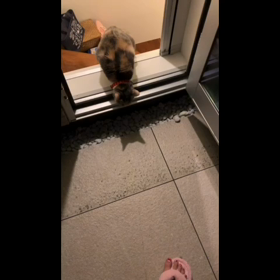 夜の散歩ほぼ毎日　tenの画像
