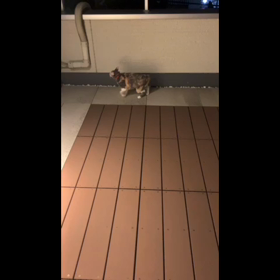 今日も散歩楽しんでますパート2の画像