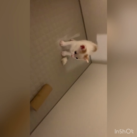 ミルクボランティア　33日目の画像