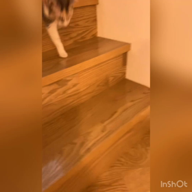 いやーーーーうちの猫　ごはん食べないなぁの画像