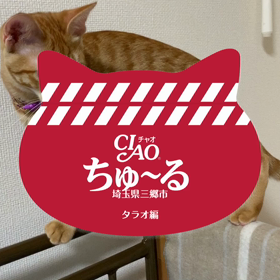 Ciaoちゅーる CMの画像
