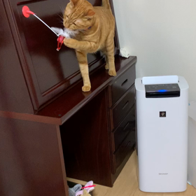 新しいおもちゃ(ダイソーの画像