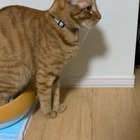 うんこの画像