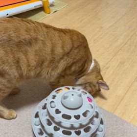 キャットボールトイの画像
