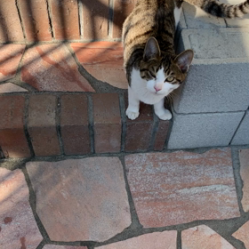 ヒメオの画像