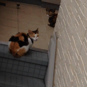 (=^ェ^=)遊びに来たの画像