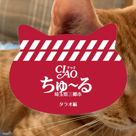 CiaoちゅーるCMの画像