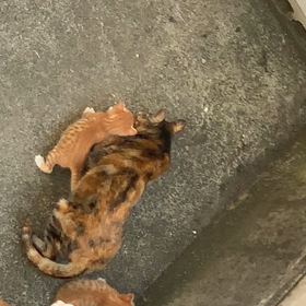 子猫達の画像