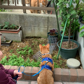 タラオ兄弟達の画像