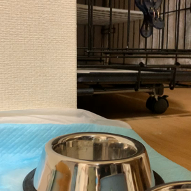 お水大好きの画像
