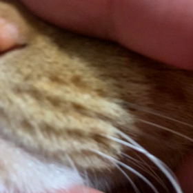 鼻掃除の画像