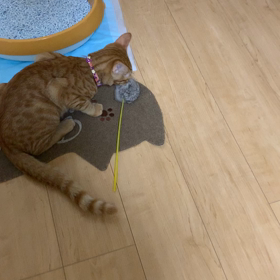 タラオ 猫じゃらし気にいるの画像