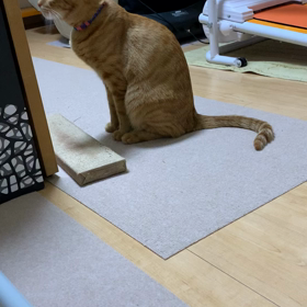19:00はまたたびの時間の画像