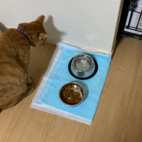 膝の上への画像