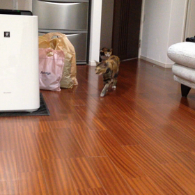 (=^ェ^=)部屋にきたの画像