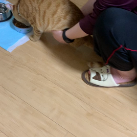 足持ち上げられても食べるの画像