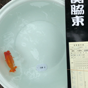 大変ご無沙汰しておりました久しぶりの投稿になりますの画像