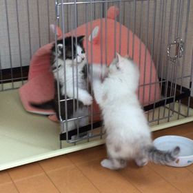 ちょっとだけシンクロの画像