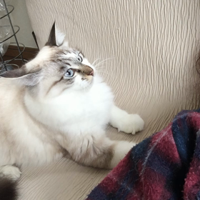 おねだりグレコの画像