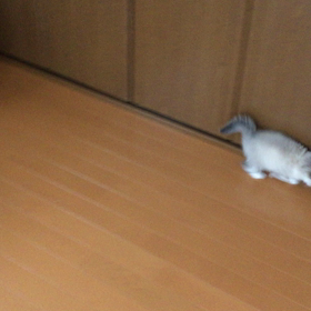 初めてのボールの画像