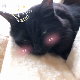 おひしぶりですの画像