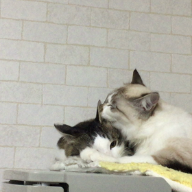 元どおり(*≧艸≦)の画像
