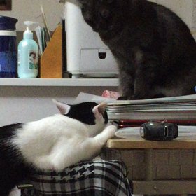 あーあーの画像
