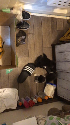 子猫3匹救助とお世話❗️の記事動画