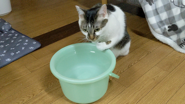 手を使って、飲むよ、僕の記事動画