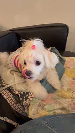 ふうちゃん、ママちゃんの鼻水＆涙のストッパー大活躍❤️の記事動画
