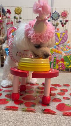 ふうちゃんのお誕生日❤️（うまうま編）の記事動画