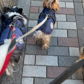 寒々散歩の画像