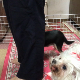 秘技♪(´ε｀ )の画像