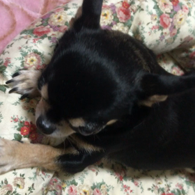 ナデナデしてくだしゃ〜〜い٩(^‿^)۶の画像