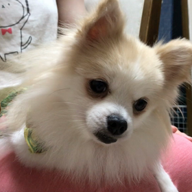 ㊗️赤べここやたんの画像