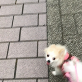 こや散歩╰(*´︶`*)╯♡の画像