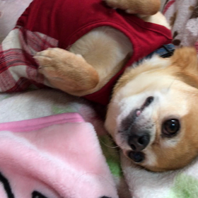 やめて下しゃい(￣^￣)の画像