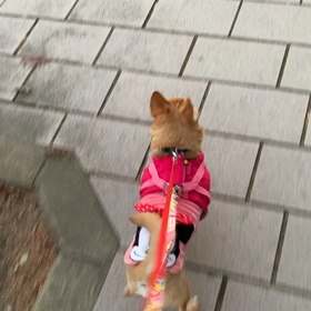 おひとりさま散歩^ ^の画像