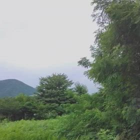 ほ～ほけきょの画像