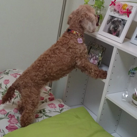 動くまひちゃんだよ♪の画像