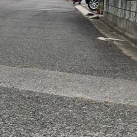 ももこちゃん（旧一葉）幸せ便りの画像
