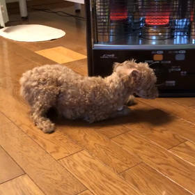 犬へのセッションの画像