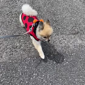 ただただ散歩…(笑)の画像