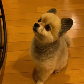 忠犬ルル♡リハビリのお手伝いの画像
