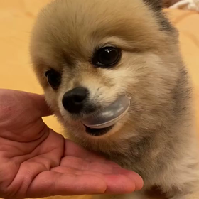 枕じゃないんだけどなぁ…の画像