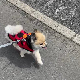 町の人気者♡今日もゆく！の画像