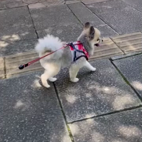 日本庭園前でぐずる…の画像